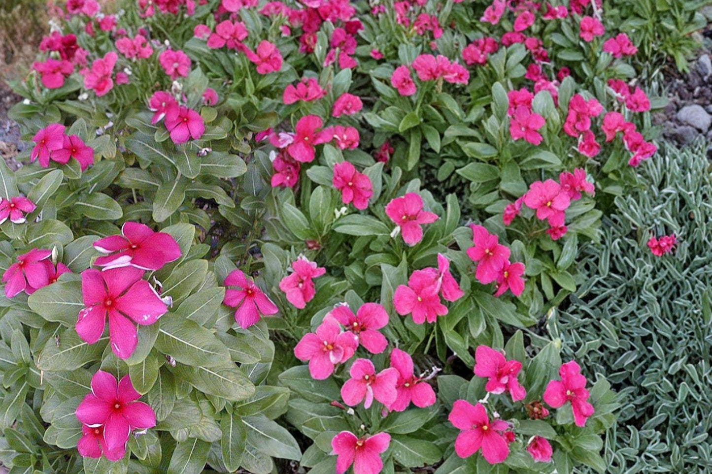 Madagascar Periwinkle Seeds – Catharanthus roseus Herbaceous Annual with Pink, White, or Red Flowers for Gardens & Containers