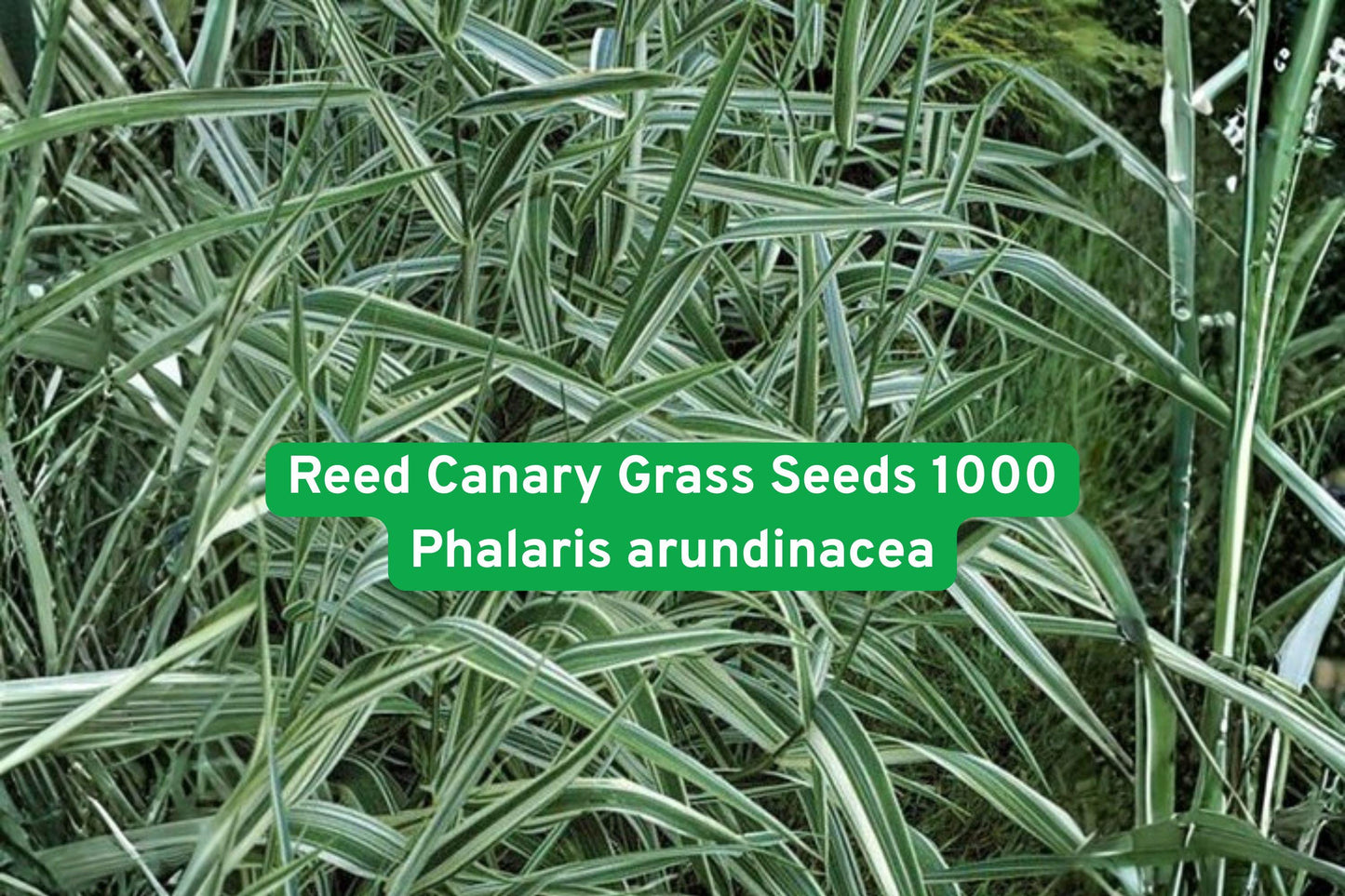 reed canary grass seeds, ornamental grass seeds, wetland plant seeds, erosion control grass, tall perennial grass, green landscape seeds, pond edge plants, moisture-loving grass, naturalized area seeds, large landscape grass, hardy perennial seeds, stream bank plants, water edge landscaping