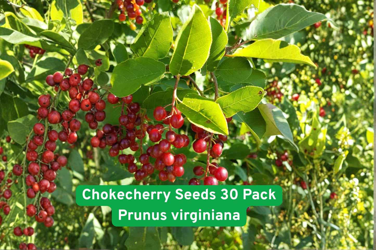 chokecherry seeds,Prunus virginiana,edible fruit shrub,hardy berry plant,pollinator friendly plant,fruiting shrub for garden,deciduous fruit tree,natural landscaping plant,homestead berry plant,antioxidant rich berries,full sun berry plant,wildlife friendly shrub,edible landscaping plant