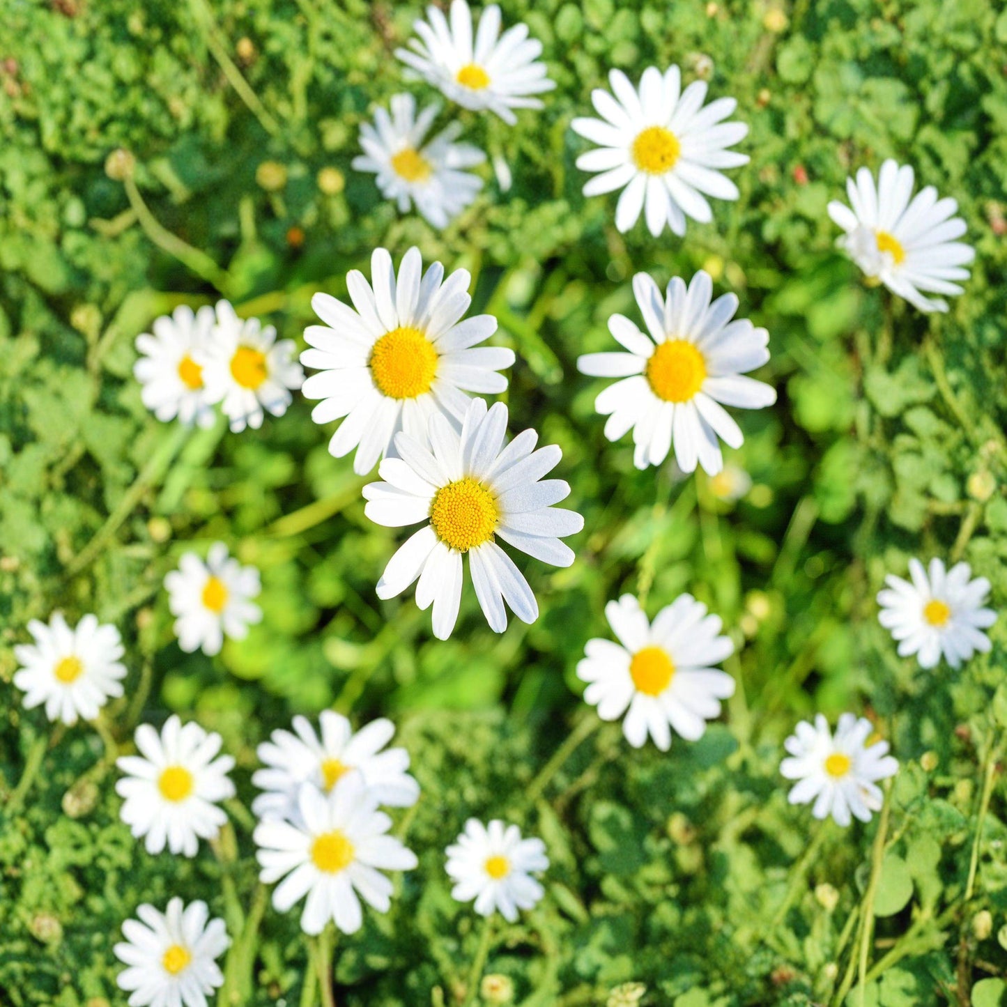 Creeping Daisy Seeds 100 Pack – Chrysanthemum paludosum White Flower for Garden Borders & Containers