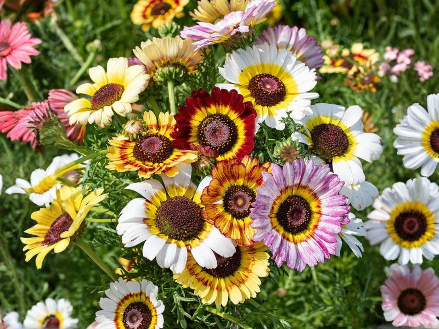 Painted Daisy Seeds Heirloom Non-GMO Glebionis carinata Bright Multi-Color Flowers Garden Planting