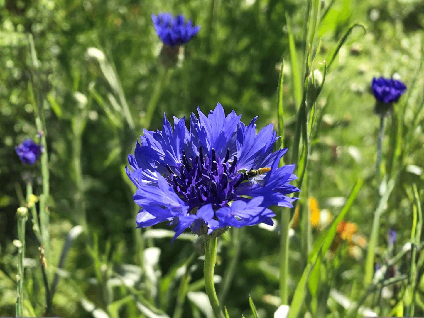 Blue Bachelor’s Button Seeds, Heirloom, Non-GMO, Centaurea cyanus, Bright Blue Flowers, Pollinator-Friendly Garden Plant