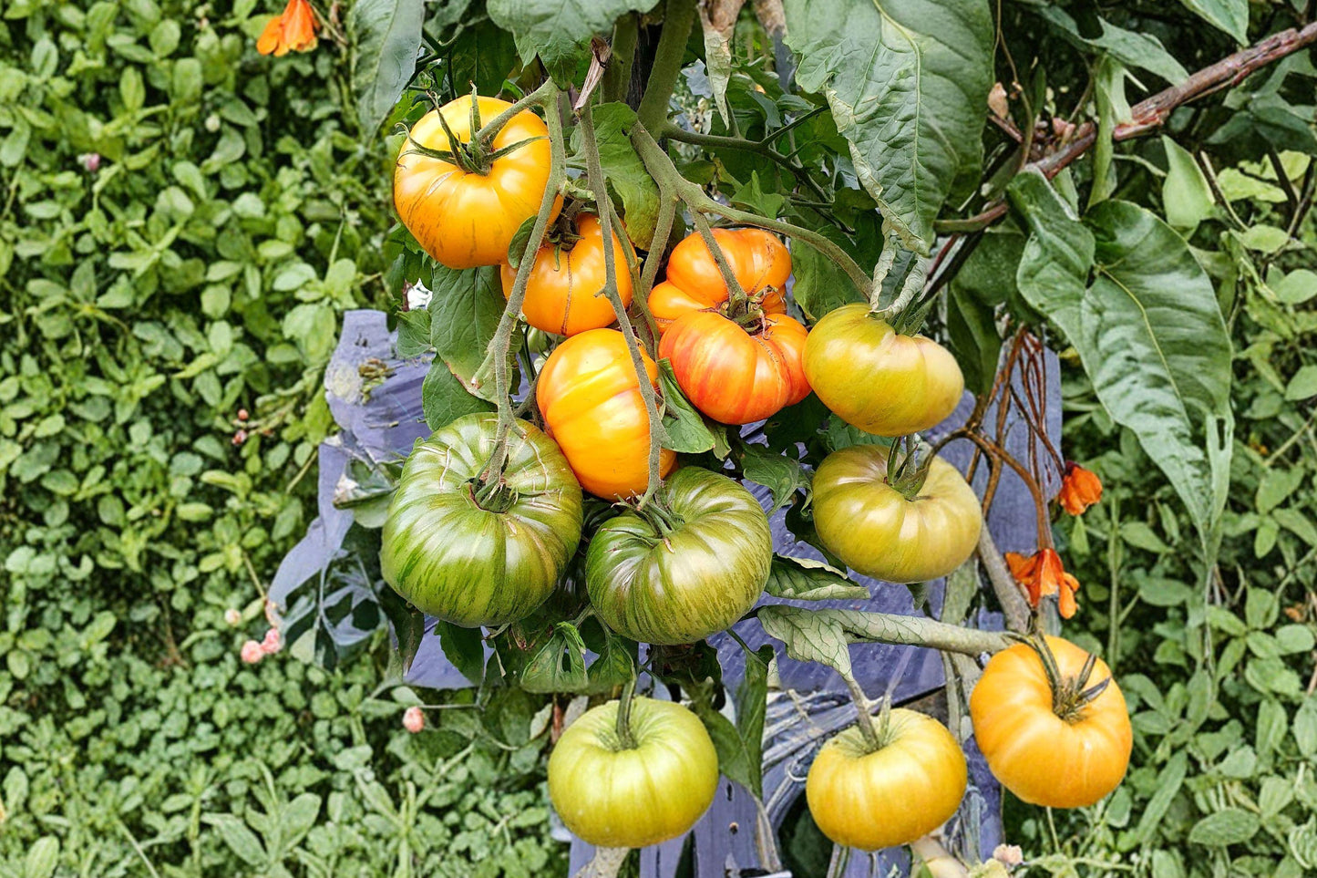 Chef's Choice Orange Tomato Seeds, 30+ Beefsteak, AAS Winner, Rich Flavor, Heirloom, Organic, Vegetable Seeds