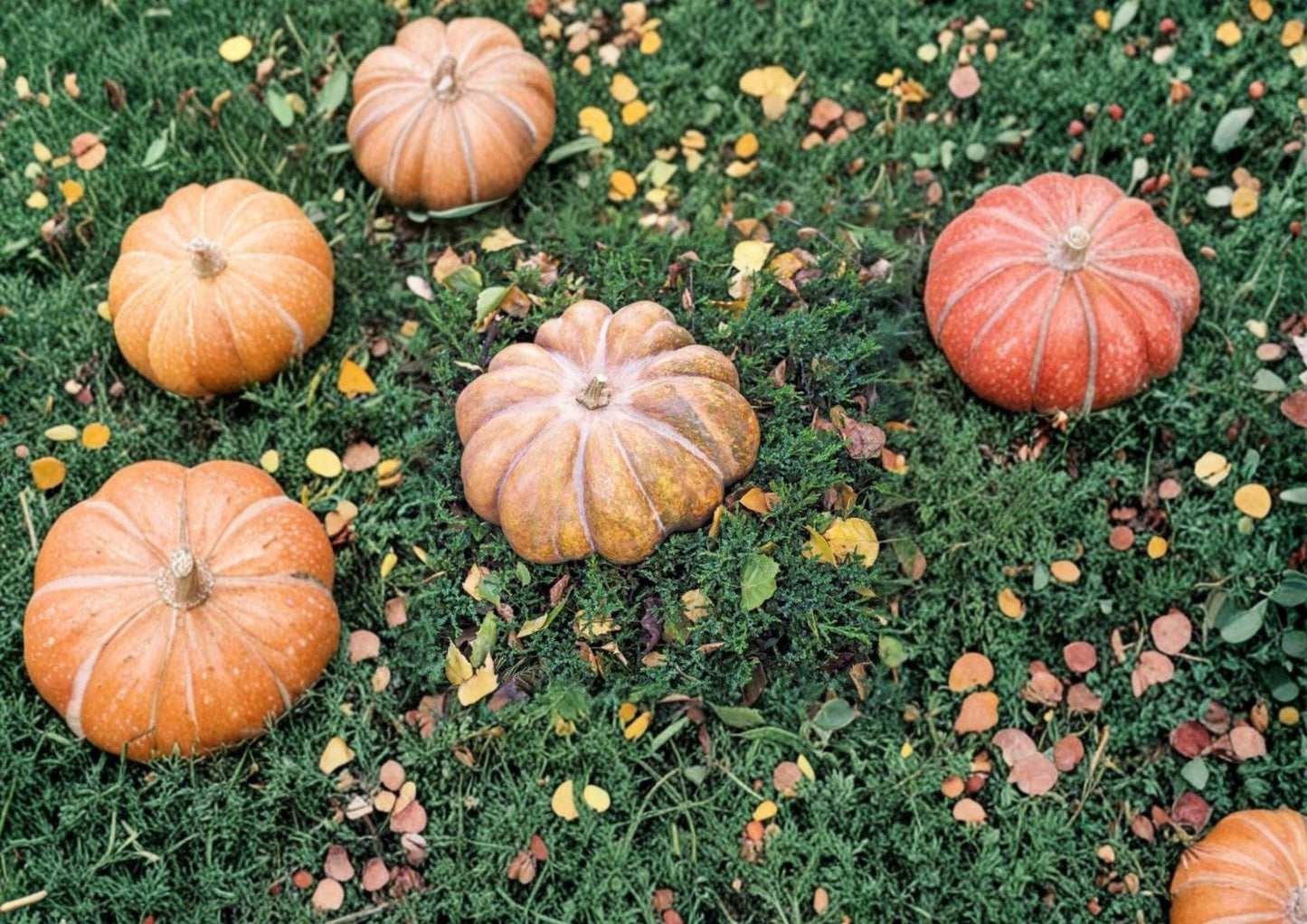 Fairytale Pumpkin Seeds, Heirloom Non-GMO, Musquée de Provence, Gourmet Cooking Pumpkin Seeds, Garden Planting, 15 Seeds