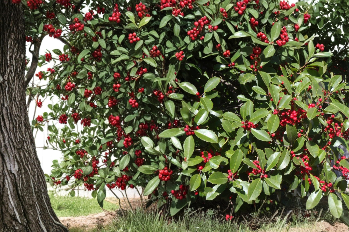 American Holly Seeds – Ilex opaca Evergreen Tree with Red Berries, Ornamental Hedge, Native North American Plant