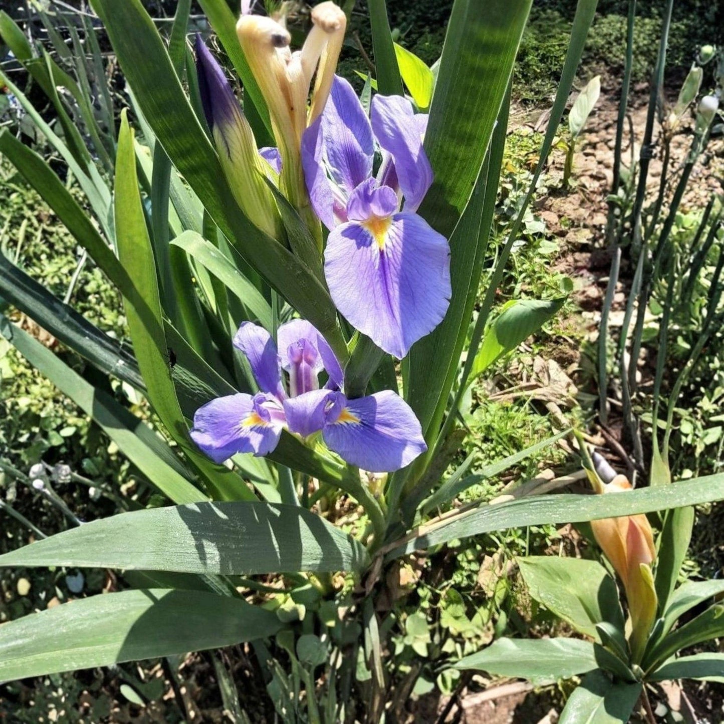 Rooted Iris Plants Set, Perennial Garden Flowers for Borders & Containers, Iris spp.