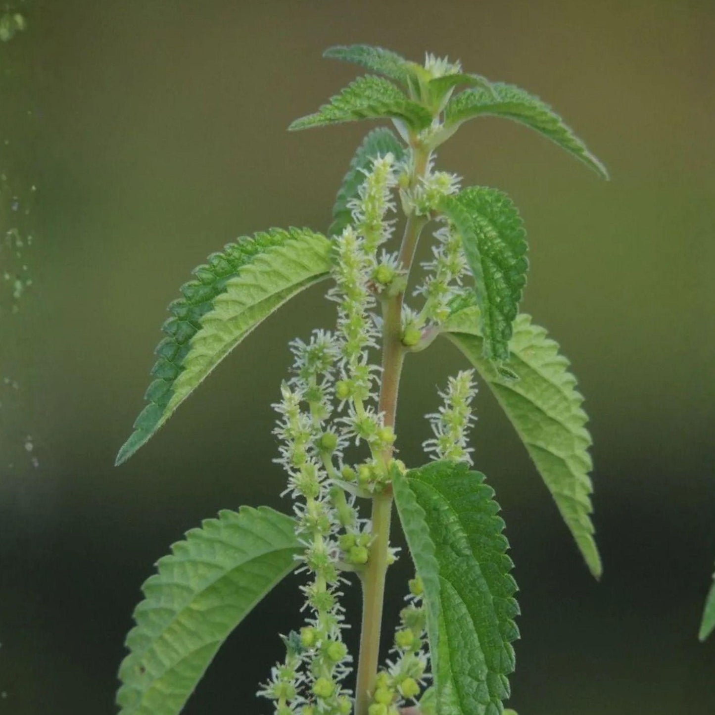 Smallspike False Nettle Seeds – Native Wetland Perennial Boehmeria cylindrica, 100 Seeds