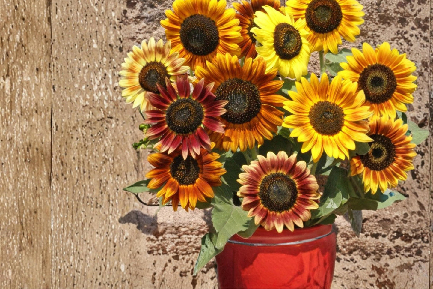 Autumn Beauty Sunflower Seeds – Helianthus annuus, Multicolor Annual Flower for Garden Borders, Bright Summer Bloom