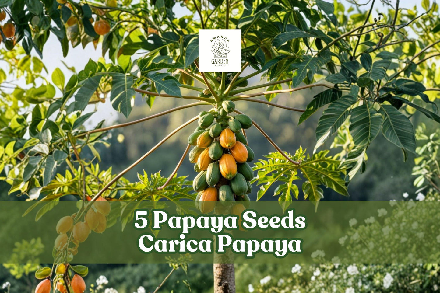 5 Papaya Seeds Carica Papaya Honeydew Tropical Fruit Tree for Planting, Fast-Growing, Fruit & Ornamental, Tropical Garden