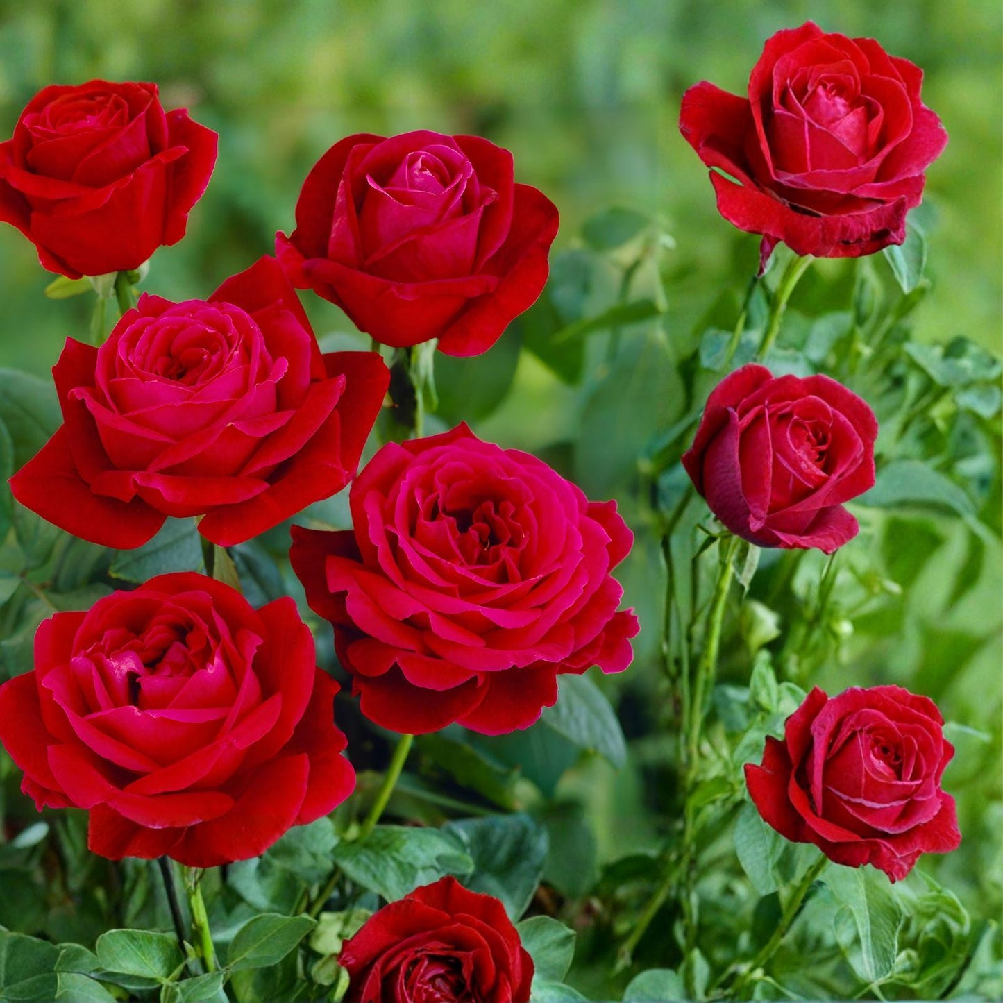 Mister Lincoln Rose Cuttings – Deep Red Fragrant Hybrid Tea – 3 Live Unrooted Rose Stem Cuttings Rosa