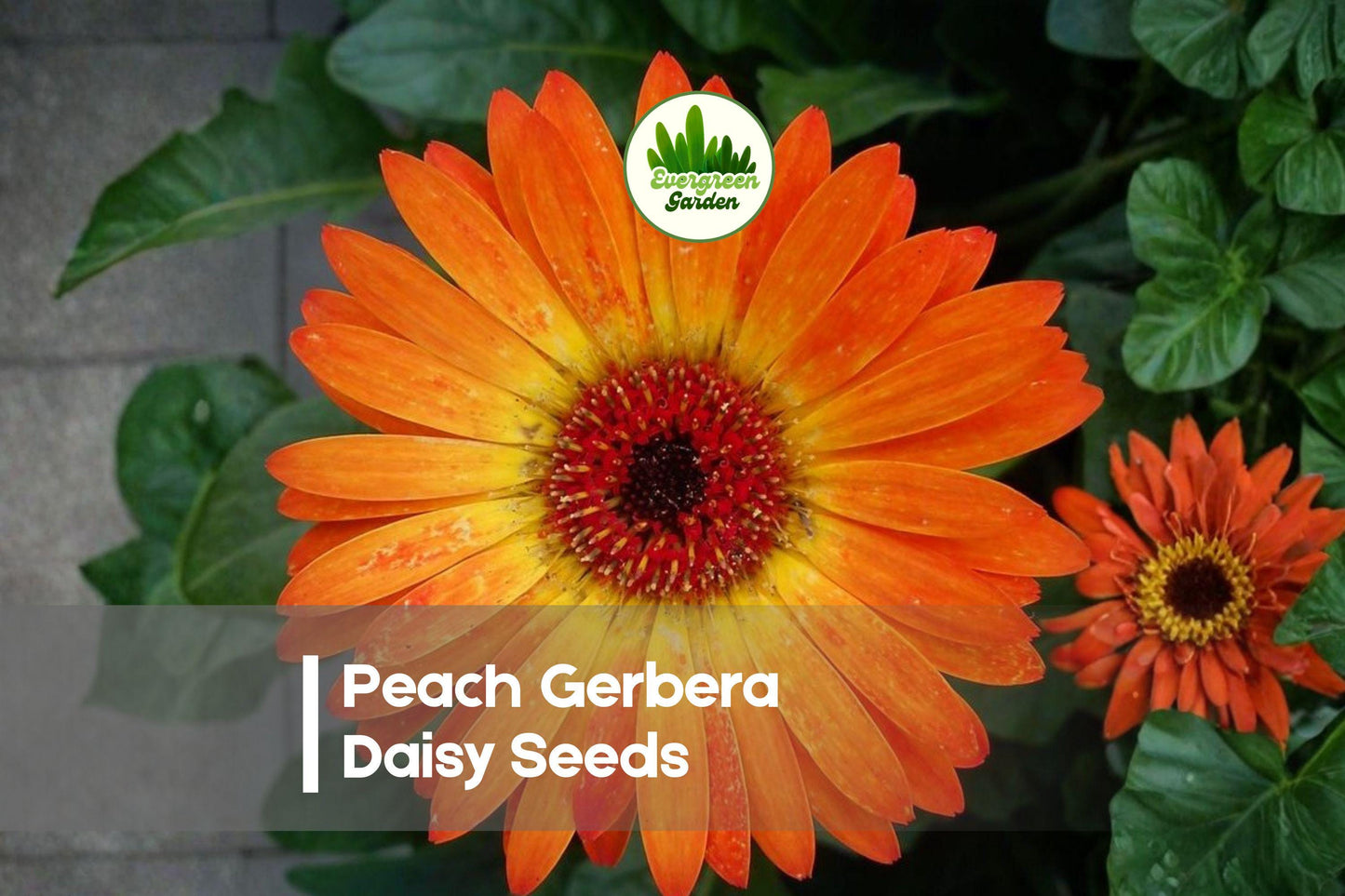 200 Peach Gerbera Daisy Seeds - Gerbera jamesonii, Bright Peach Blooms for Borders, Containers & Cut Flowers