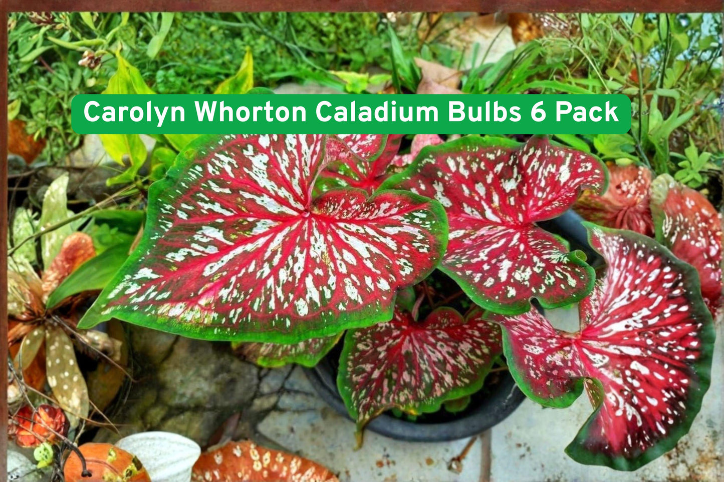 colorful caladium bulbs, tropical foliage plants, shade garden bulbs, pink green leaves, container plants bulbs, garden border bulbs, fast-growing tropical bulbs, decorative foliage bulbs, garden tubers, vibrant garden plants, easy grow caladiums, patio container bulbs, lush tropical plants