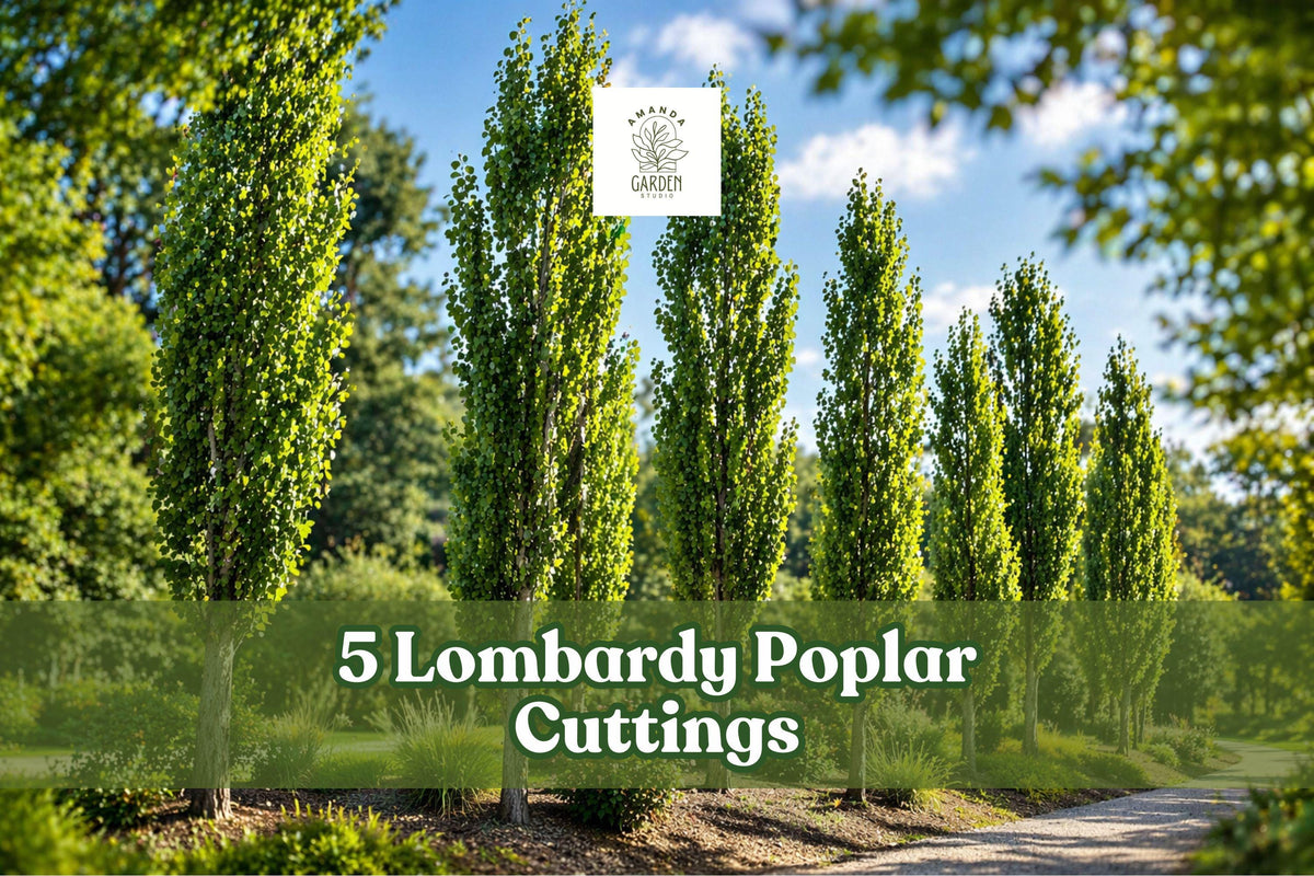 Lombardy Poplar Tree Cuttings – 5 Fast-Growing Privacy Trees, Populus nigra ‘Italica’ for Screening & Landscaping