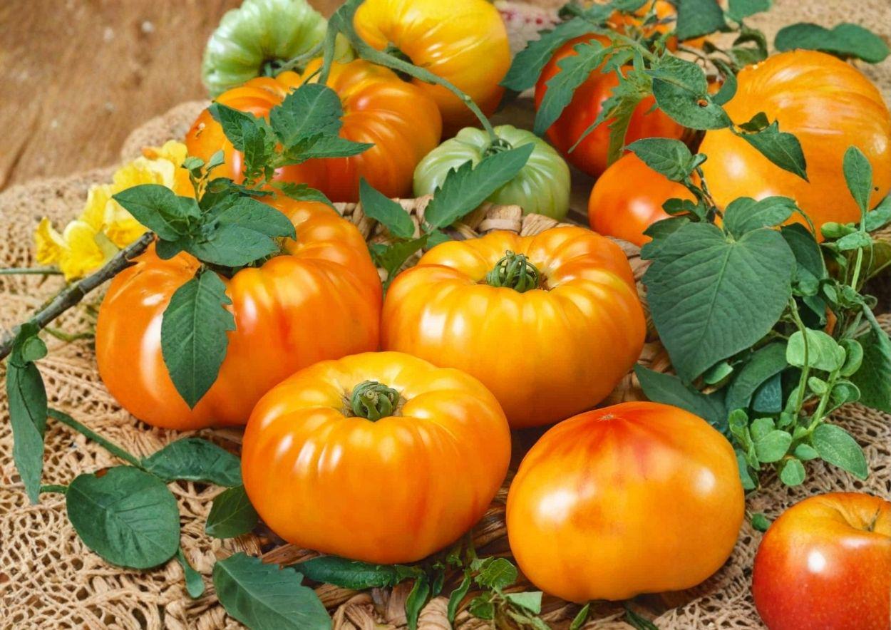 30+ Chef’s Choice Orange Tomato Seeds – Heirloom, AAS Winner, Bright Orange Slicer Tomato, Vegetable Seeds for Garden Planting