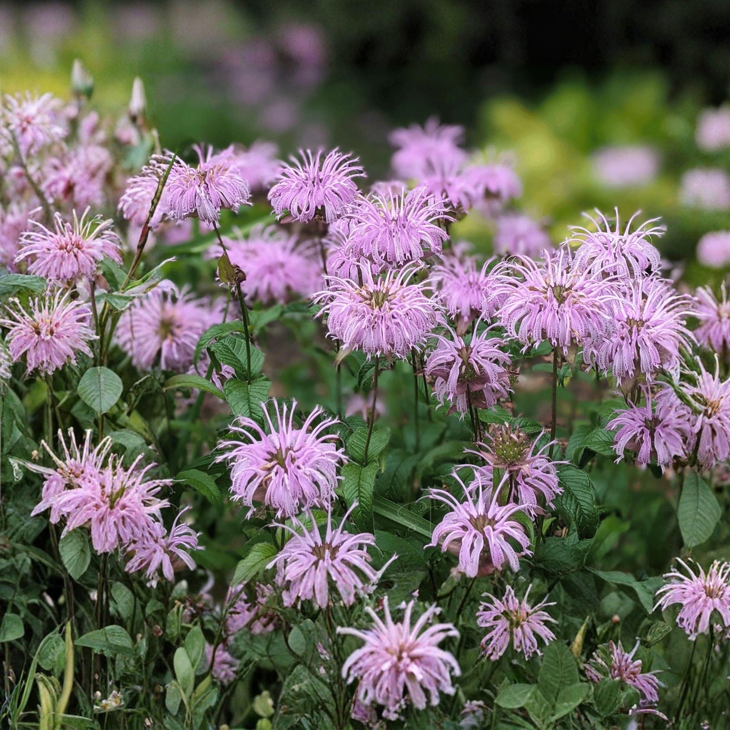 Wild Bergamot Seeds, Native Bee Balm, Pollinator Perennial Flower, Monarda fistulosa, 100 Seeds