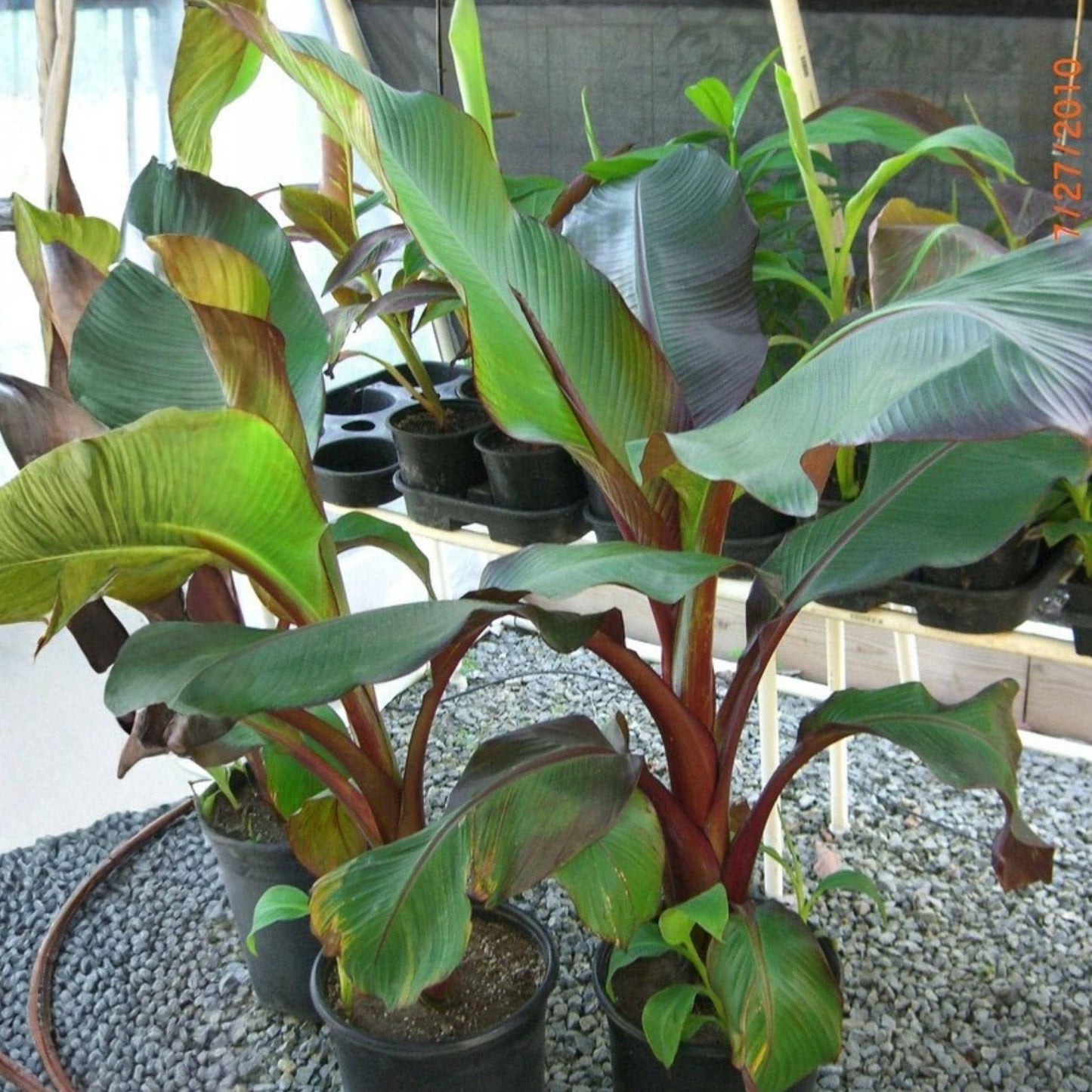 Red Abyssinian Banana Starter Plant 4-6 Inches Ensete maurelii Tropical Garden or Patio