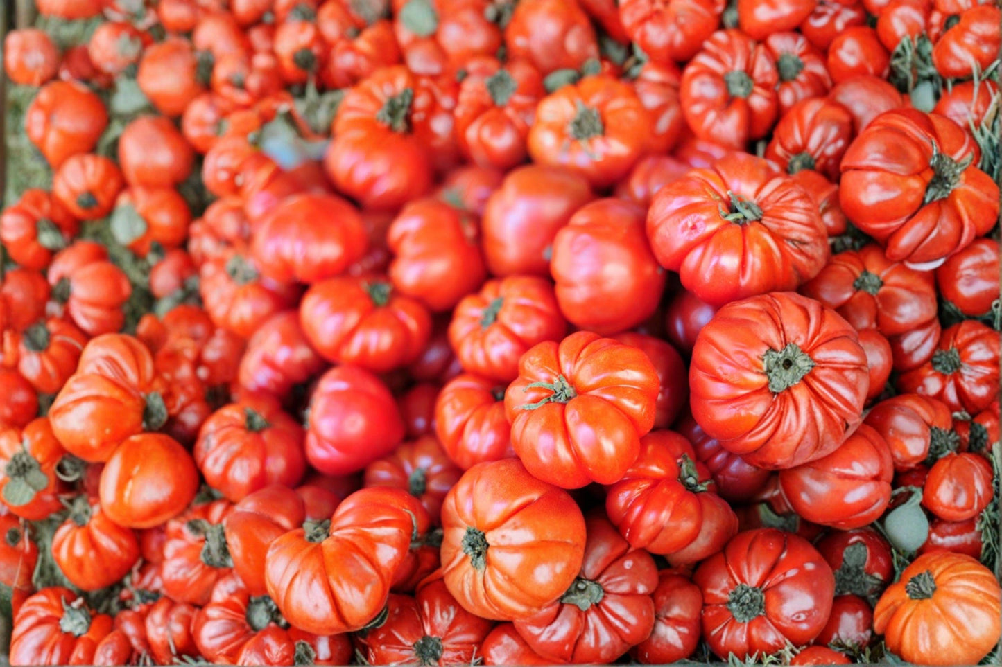 Heirloom Beefsteak Tomato Seeds – Large Juicy Slicing Tomatoes, Indeterminate, Non-GMO, 120+ Seeds