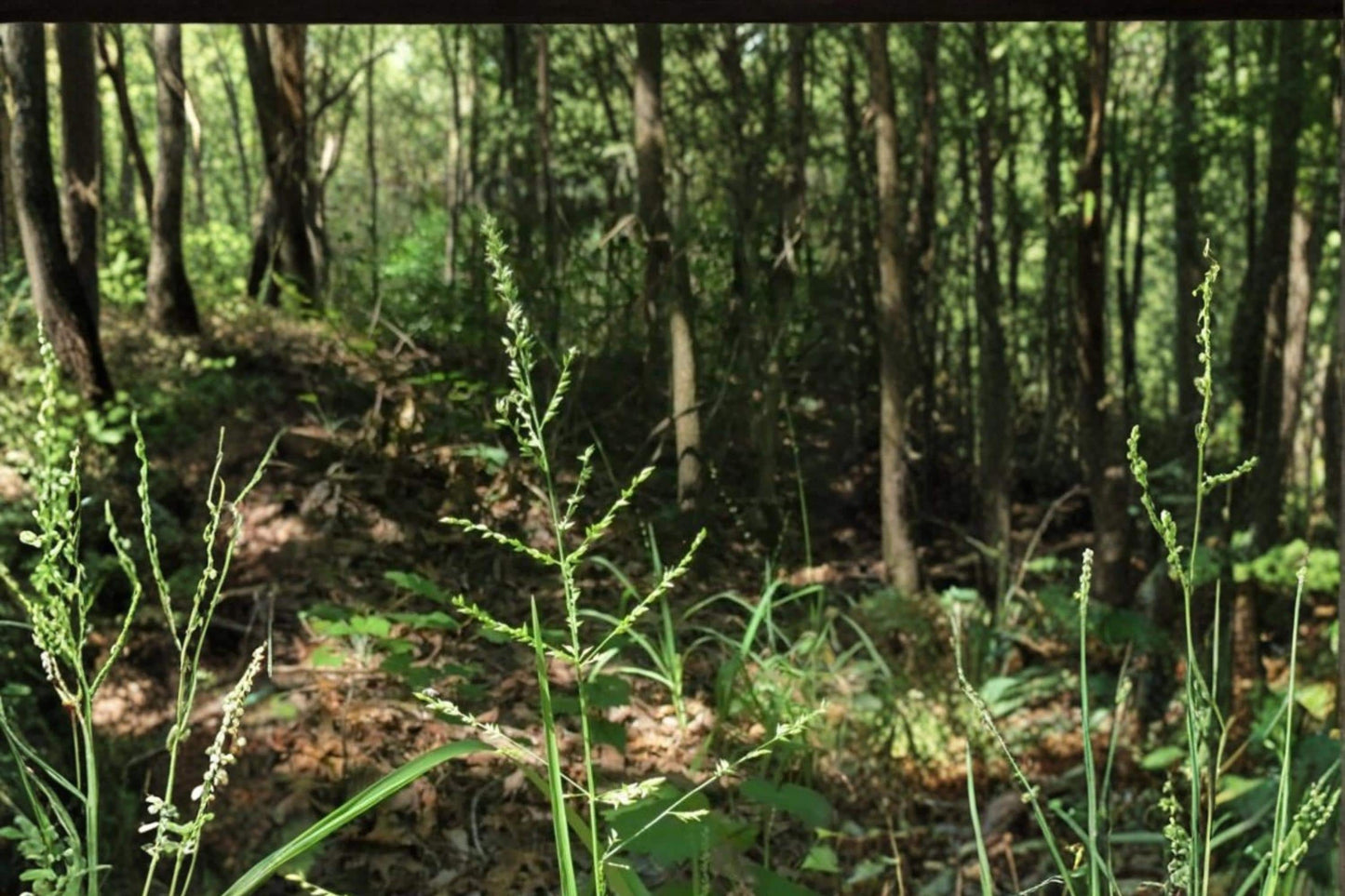 Beaked Panicgrass Seeds – Panicum anceps Native Perennial Grass for Shade & Moist Soil Restoration