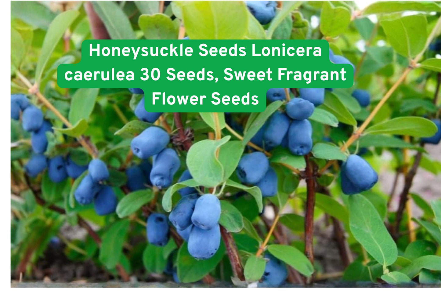 honeysuckle seeds, Lonicera caerulea, fragrant flower seeds, outdoor garden seeds, climbing vine seeds, blue flower seeds, pollinator attractor, cottage garden plants, flowering shrub seeds, landscape planting seeds, beginner gardening seeds, sweet scent flowers, garden border plants
