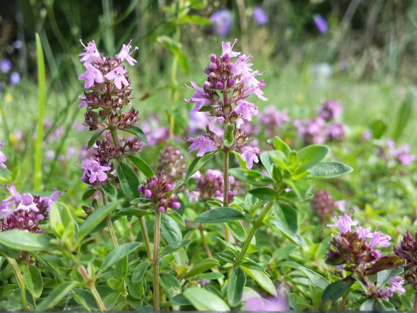 Heirloom Lemon Thyme Seeds – Aromatic Ground Cover Herb, Pollinator-Friendly, Thymus pulegioides, Non-GMO, Open-Pollinated