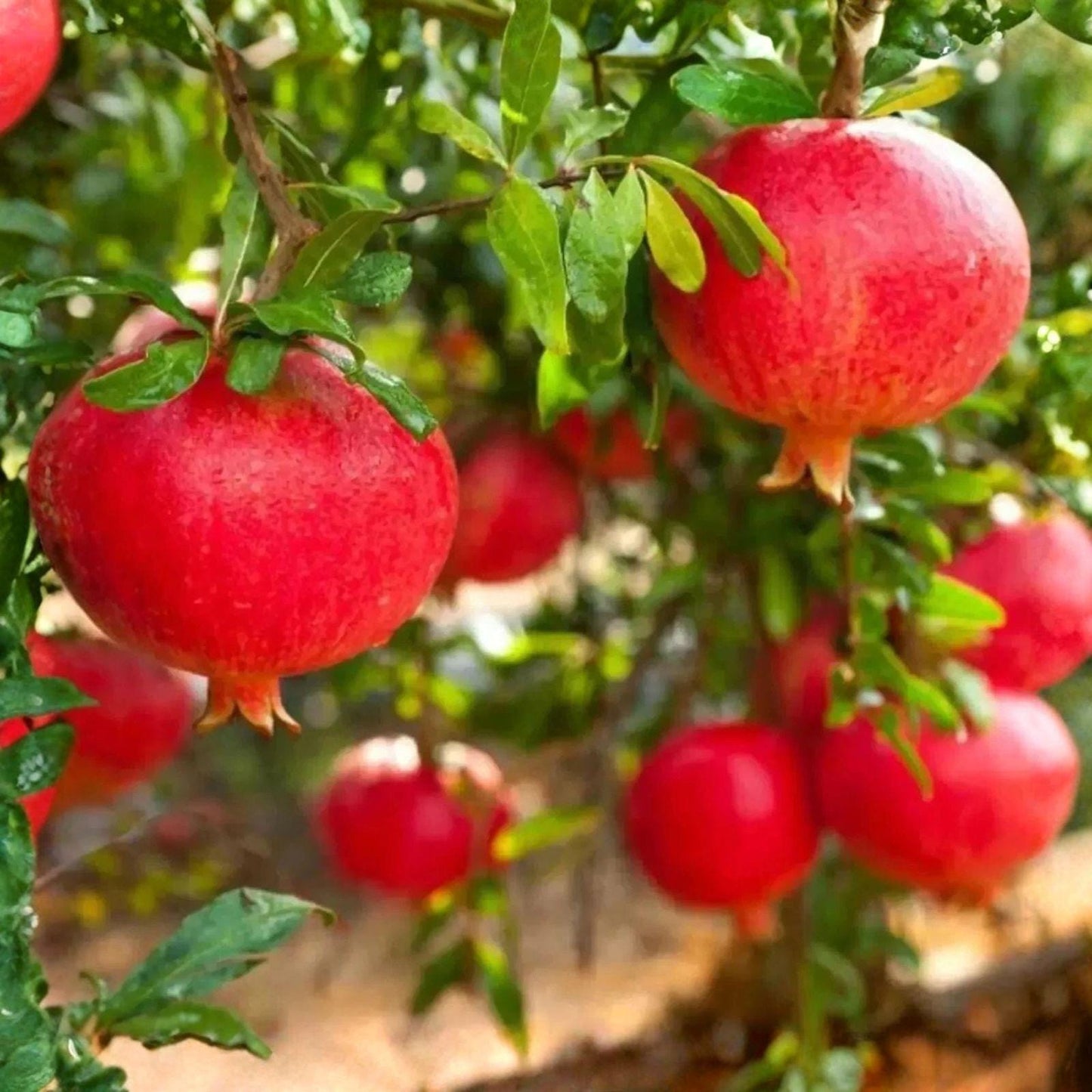 Eversweet Pomegranate Cuttings – Seedless Variety, 3 Live Unrooted Propagation Plants, Punica granatum