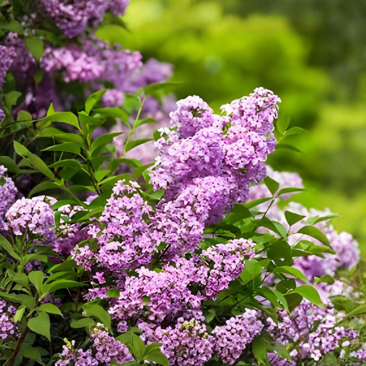 Old Fashioned Purple Lilac Bush – Syringa vulgaris, Fragrant Spring Blooms, Live Bare Root Shrub for Garden Borders and Hedges