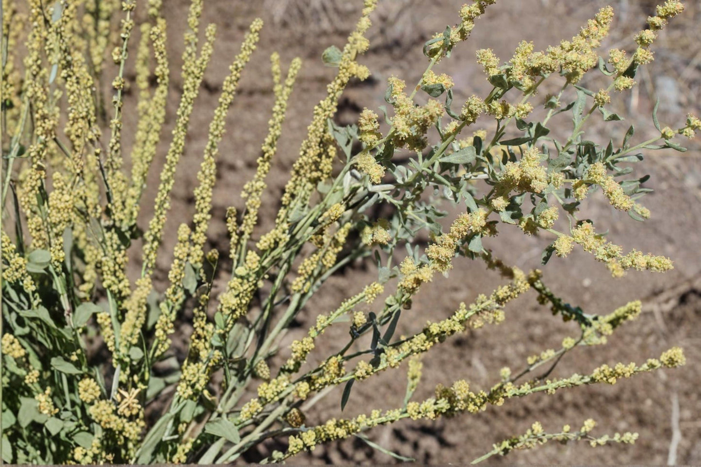 Shadscale Saltbush Seeds – Atriplex confertifolia, Drought Tolerant Native Desert Shrub for Arid Landscapes