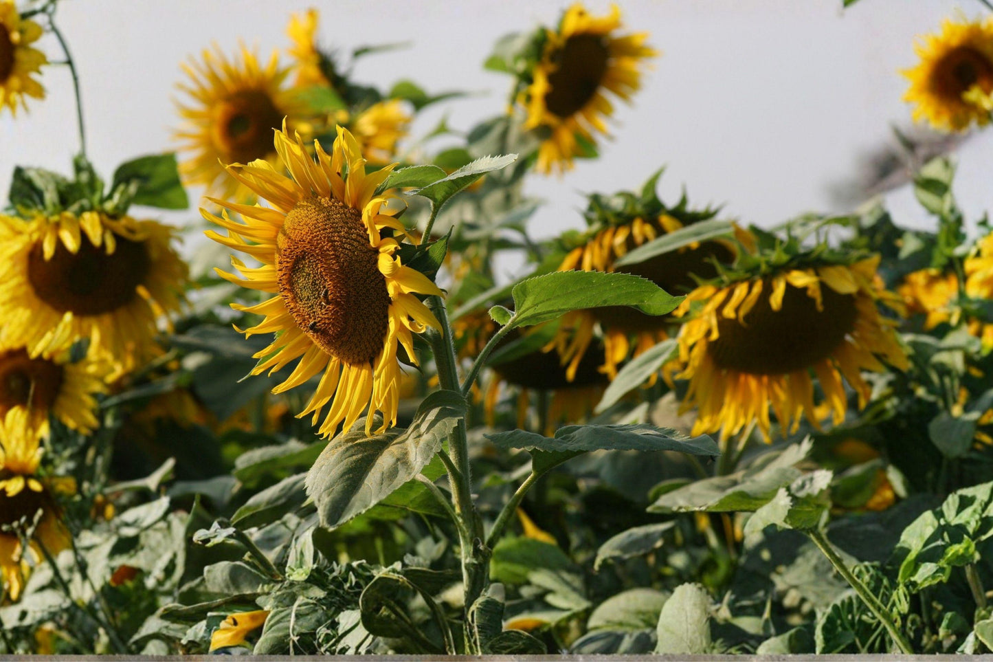 Giant Sunflower Seeds - Mammoth Grey Stripe Heirloom Variety for Tall, Large Blooms and Edible Seeds
