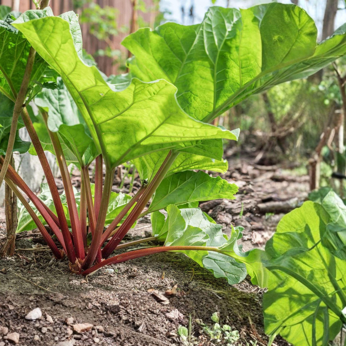 Crimson Rhubarb Seeds 200 Pack - Perennial Vegetable for Pies & Desserts - Rheum rhabarbarum