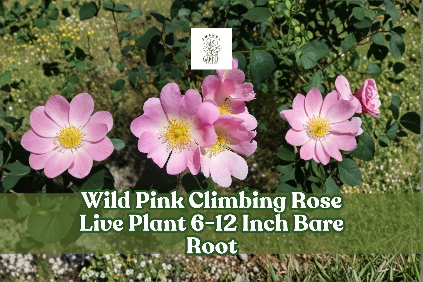 Wild Pink Climbing Rose Live Plant – Bare Root Pink Flowering Vining Rose Rosa spp. for Garden Trellises & Fences