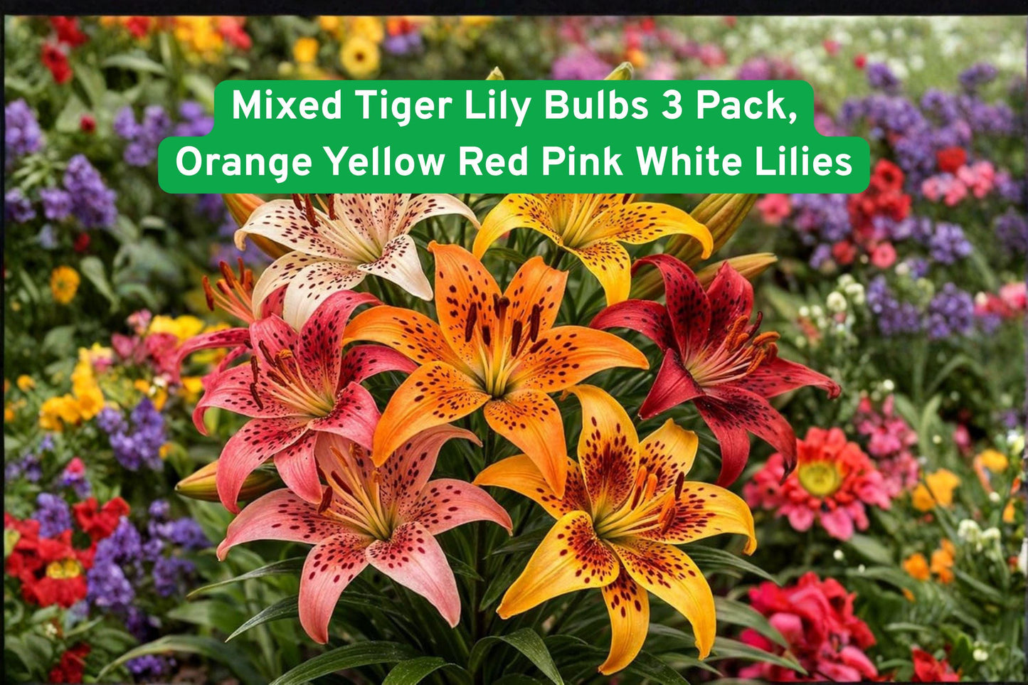 Tiger Lily bulbs, mixed color, flowering bulbs, summer blooms, perennial lilies, garden bulbs, vibrant flower bulbs, border plants, pollinator-friendly, cut flower bulbs, tall garden plants, easy grow lilies, outdoor flowering plants