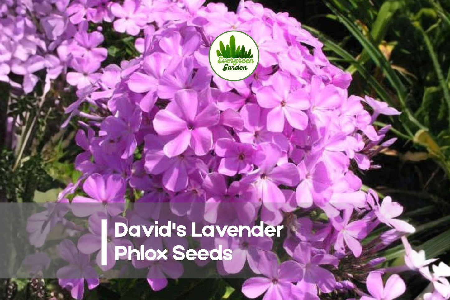 David's Lavender Phlox Seeds – Perennial, Soft Lavender, Phlox paniculata, Cottage Garden, Pollinator Friendly