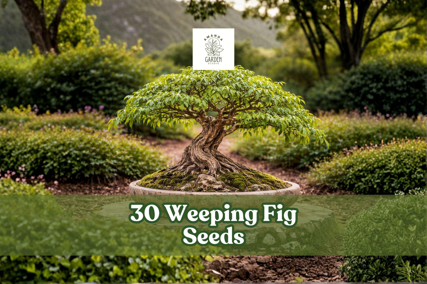 Weeping Fig Seeds Ficus benjamina for Indoor Bonsai & Houseplant | Green Foliage, Easy to Grow