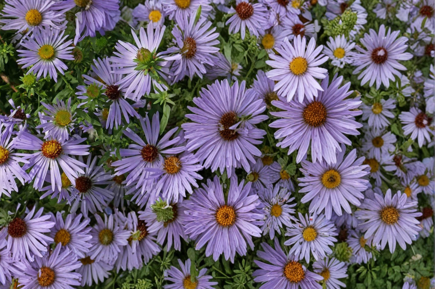 Aromatic Aster Seeds 100 Pack – Symphyotrichum oblongifolium – Drought Tolerant Perennial with Purple Blue Daisy Flowers