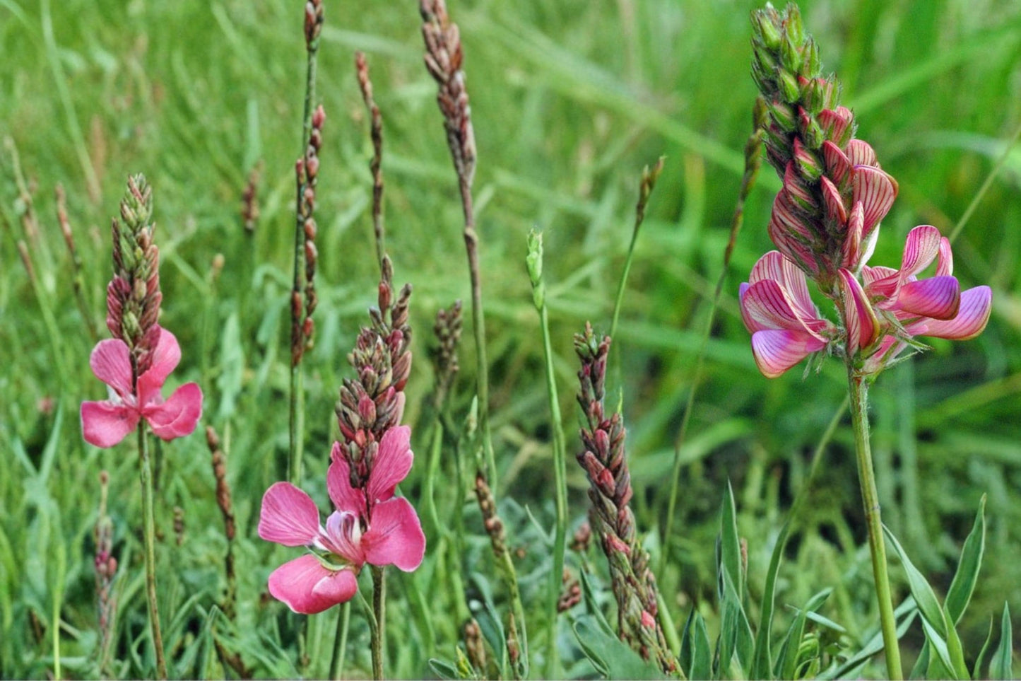 Sainfoin Seeds 100 Pack – Onobrychis viciifolia Perennial Legume with Pink Flower Spikes for Meadow, Drought Tolerant, Soil Improvement