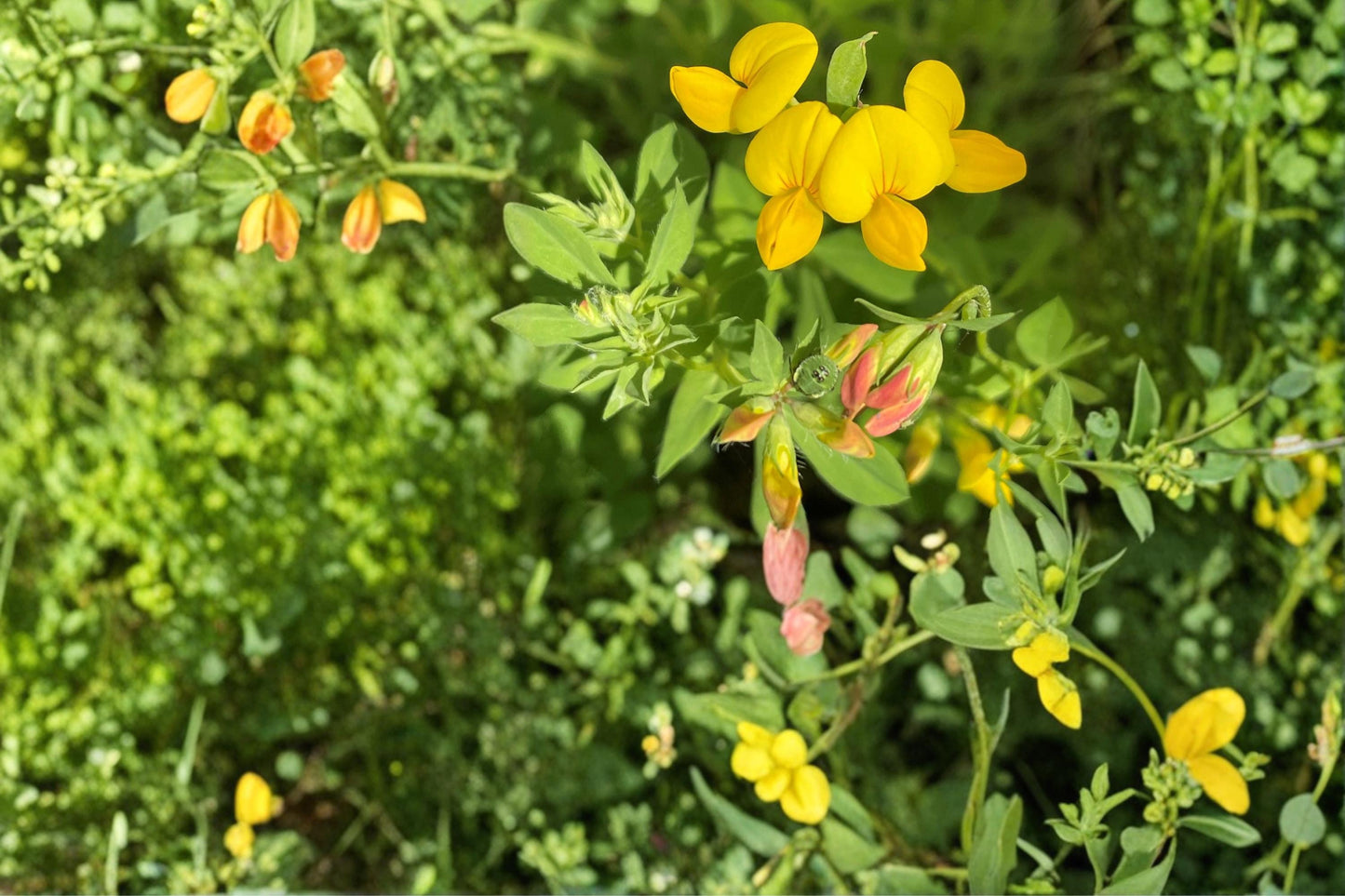 Bird's Foot Trefoil Seeds 100 Pack – Lotus corniculatus Perennial Groundcover & Wildflower Plant