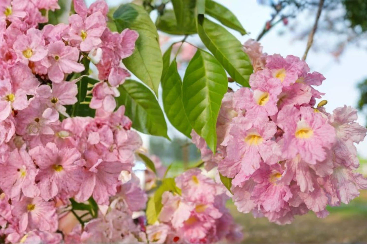 Pink Trumpet Tree Seeds – Tabebuia rosea Tropical Ornamental Flowering Tree with Pink to Purple Blooms