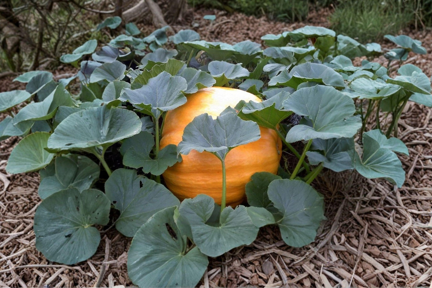 Dill's Atlantic Giant Pumpkin Seeds - Heirloom, Non-GMO, High Yield, Giant Fruit, World Record Pumpkin Seeds