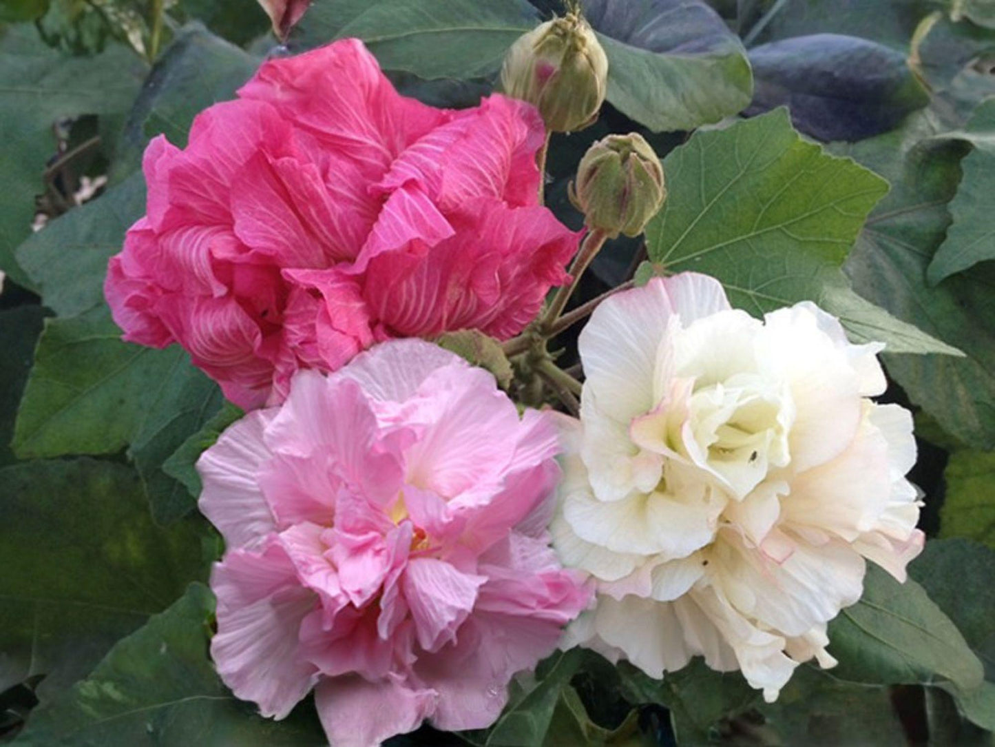 Hibiscus paramutabilis Seeds - False Confederate Rose Heirloom Non-GMO Flower Seeds for Ornamental Gardens and Pollinator Support