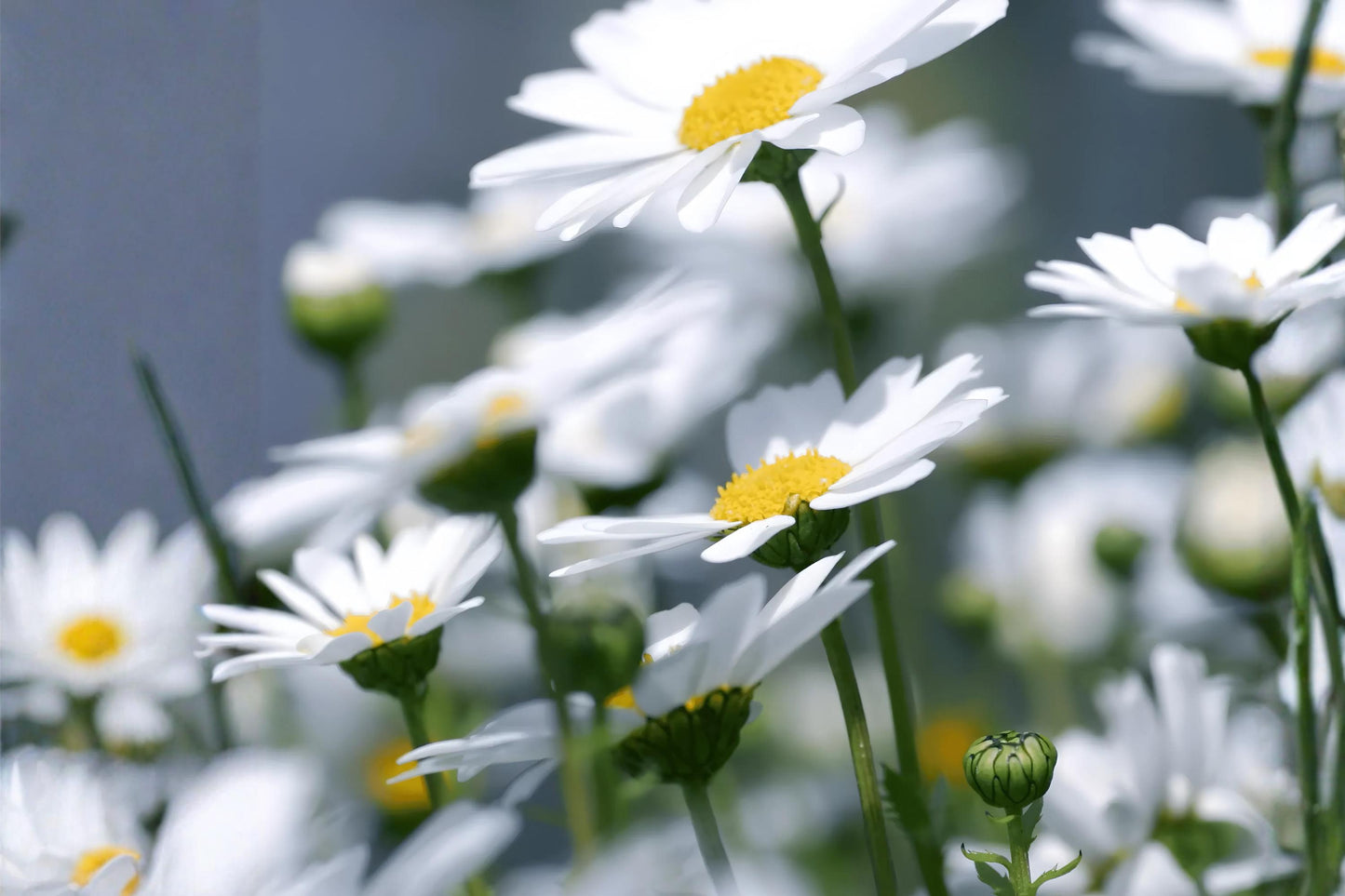 Creeping Daisy Seeds 100 Chrysanthemum paludosum Low-Growing White Yellow Flowering Plant for Borders & Containers