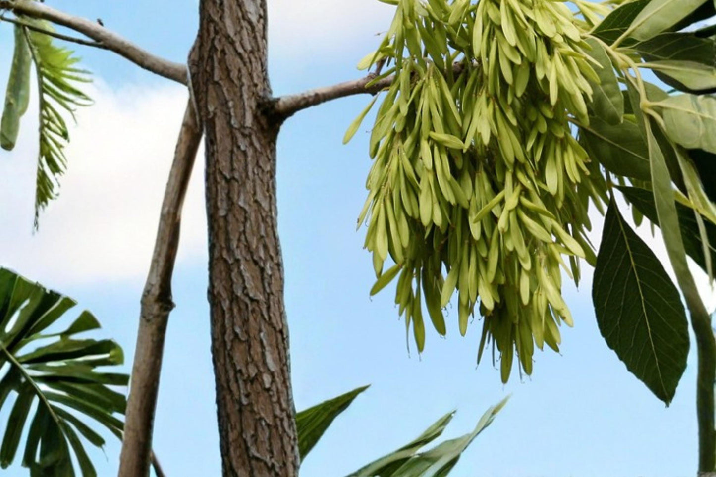 Arizona Ash Tree Seeds – Fraxinus velutina, Deciduous Shade Tree with Green Foliage, Drought Tolerant, Landscape, Garden Plant