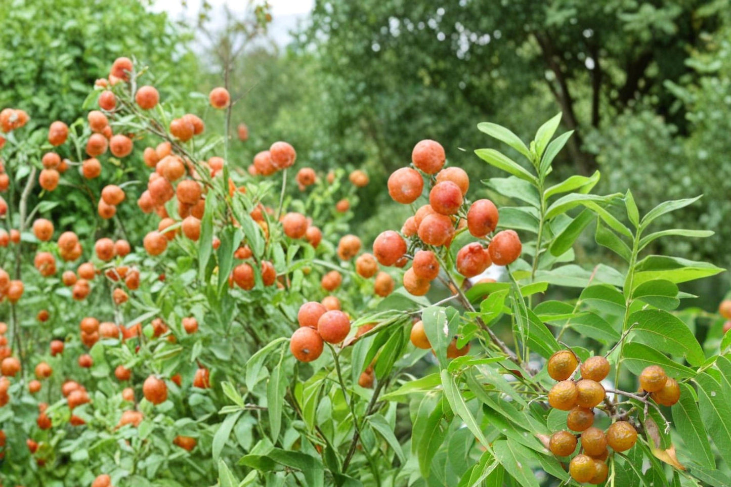 Soapberry Tree Seeds – Sapindus saponaria, Ornamental Deciduous Tree with Round Berries, Landscape Plant for Warm Climates