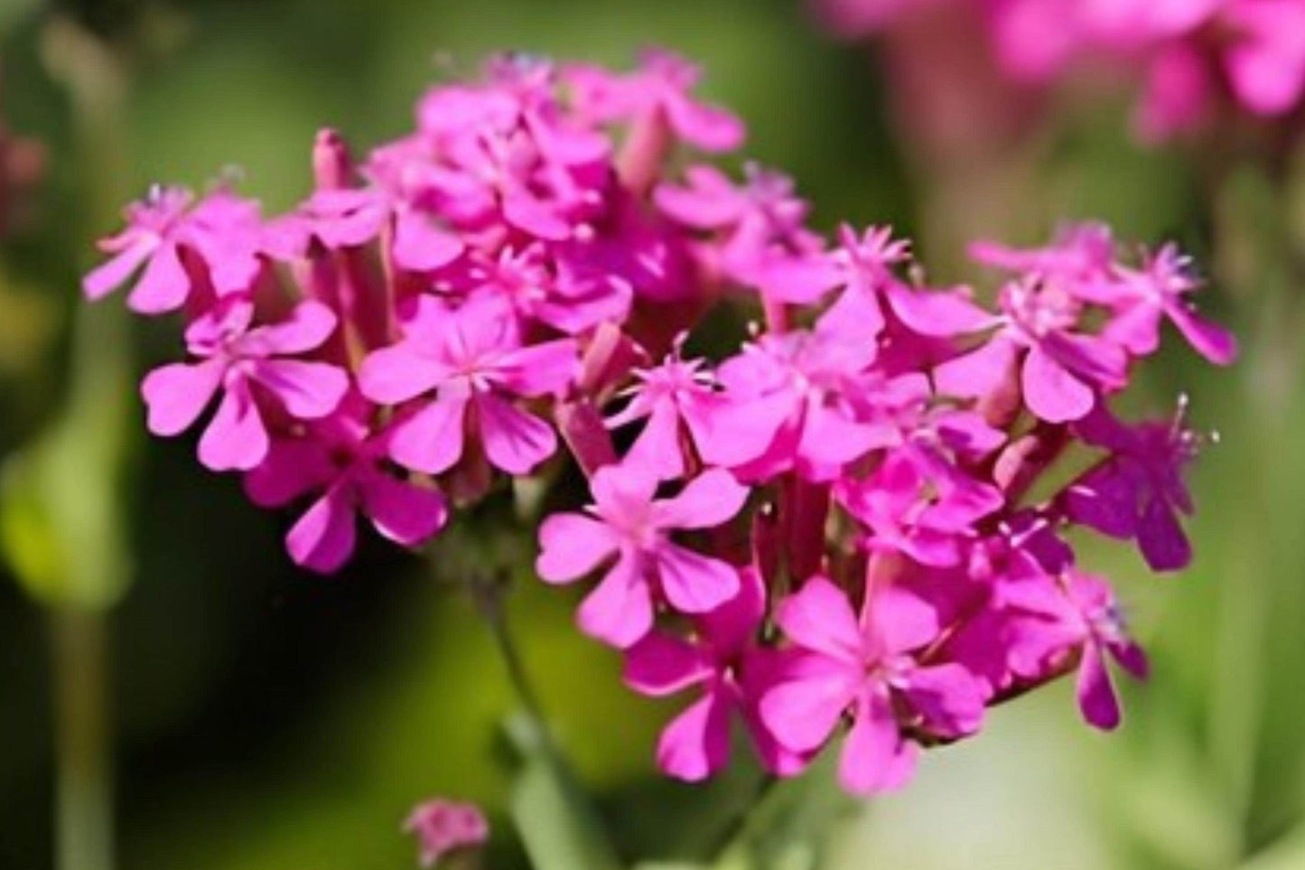 Catchfly Seeds 100 Pack - Silene armeria, Bright Pink Cottage Garden Flower, Pollinator & Border Plant