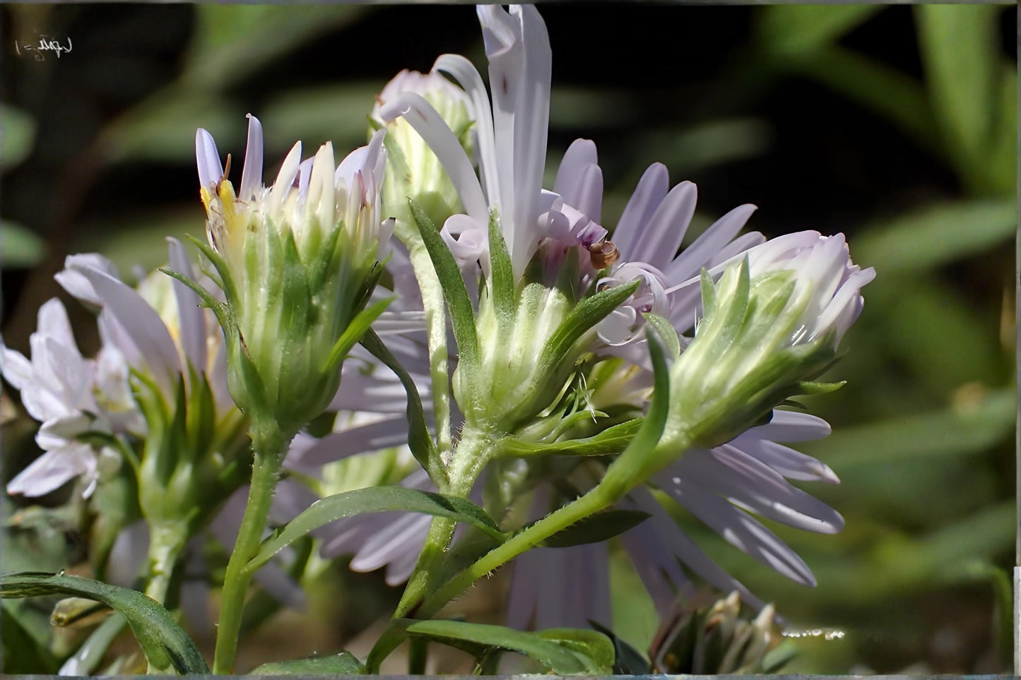 Shining Aster Seeds 100 Symphyotrichum firmum Native Wildflower for Gardens, Meadows & Pollinators