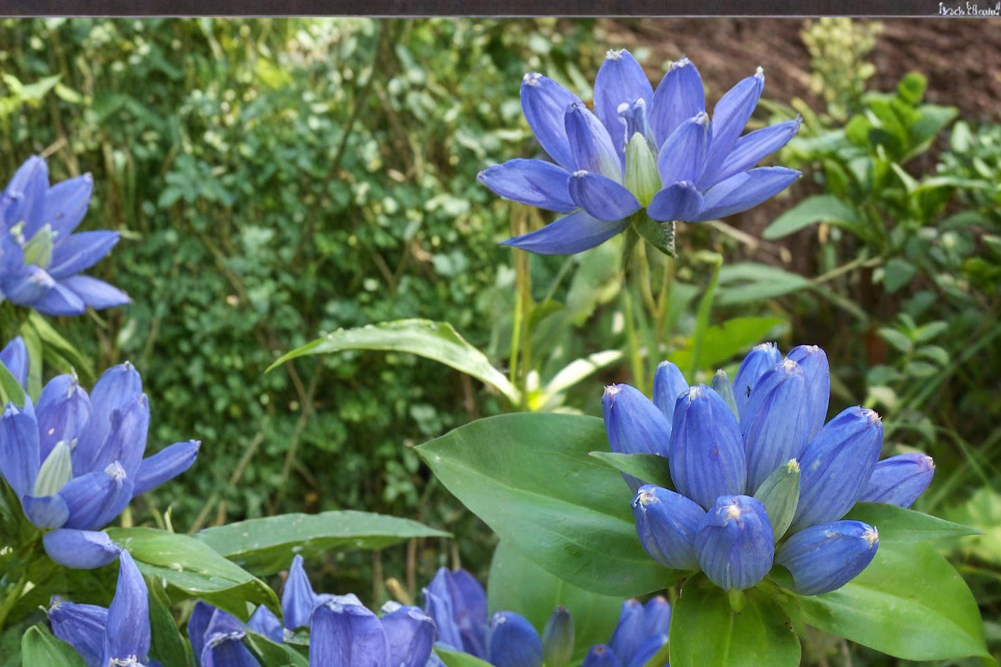 Bottle Gentian Seeds – Gentiana andrewsii Herbaceous Perennial with Deep Blue Bottle-Shaped Flowers, Native Wildflower Seed