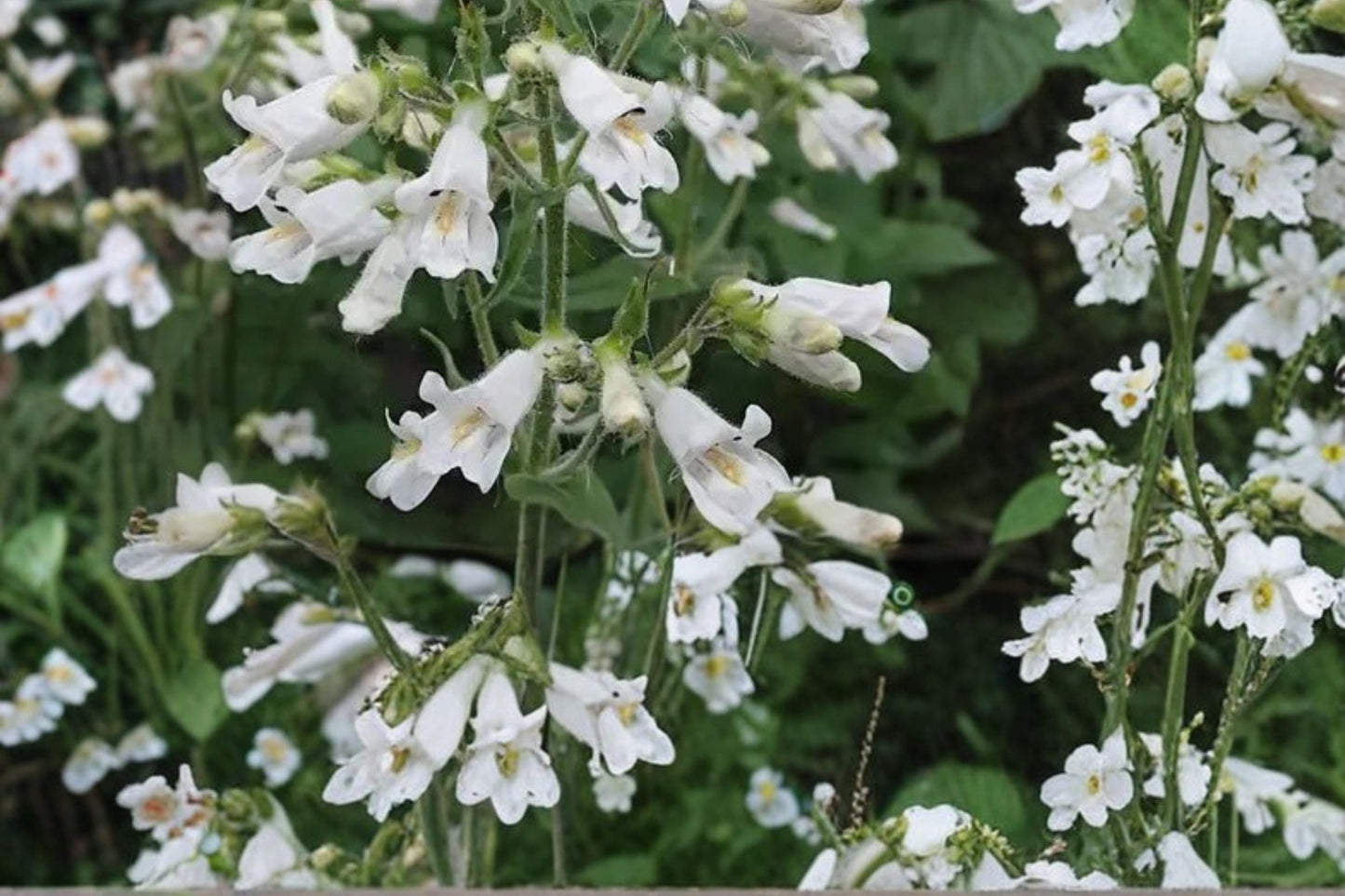 Pale Beardtongue Seeds – Penstemon pallidus – Native Perennial with Pale Lavender Pink Tubular Flowers for Wildflower Gardens