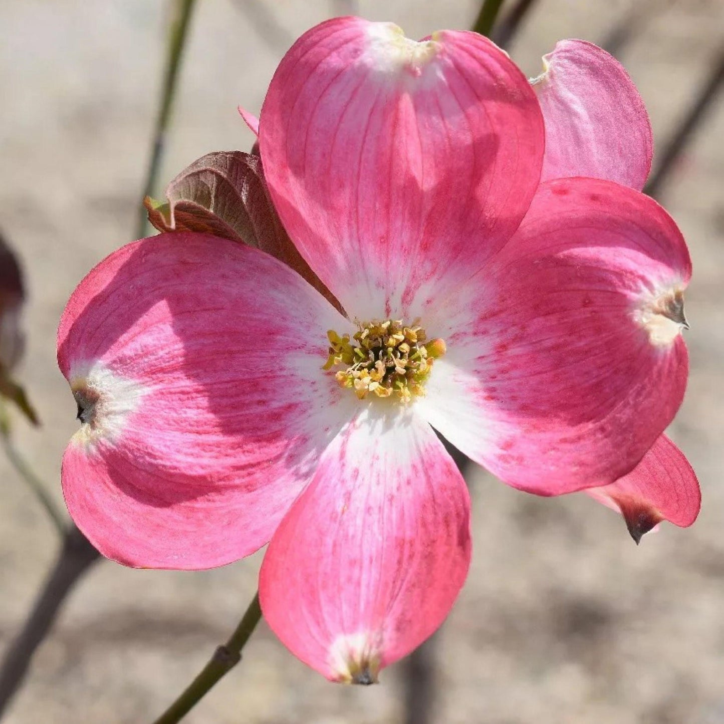 Pink Dogwood Cuttings 6 Inches 6 Pack for Propagation Cornus florida Live Unrooted Planting Material