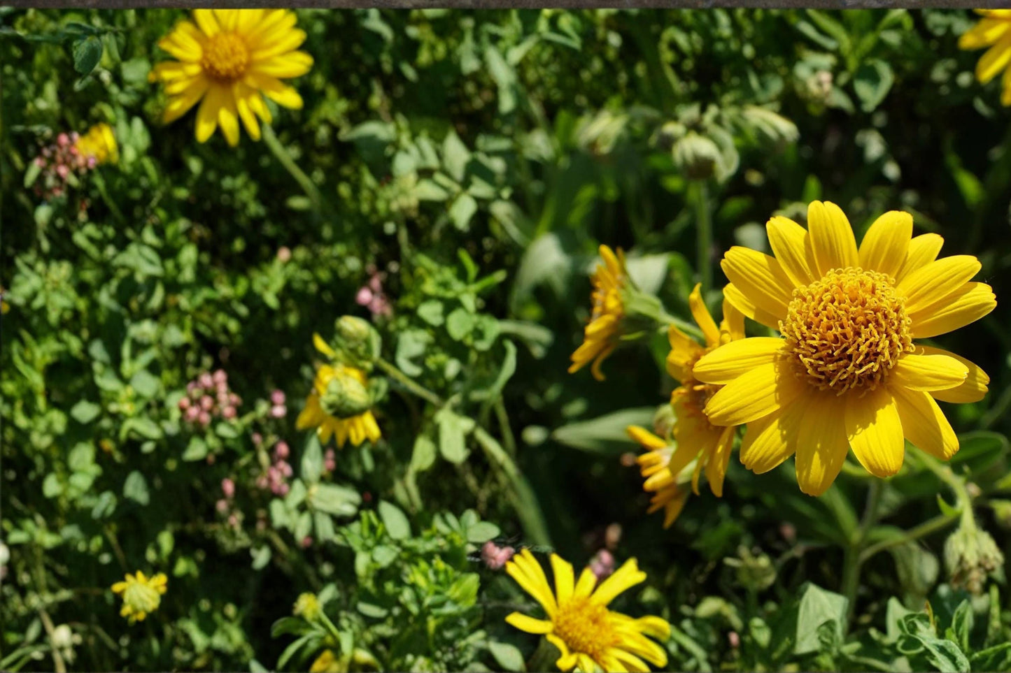 Meadow Arnica Seeds – Herbaceous Perennial with Bright Yellow Daisy Flowers – Arnica chamissonis Native Wildflower Seed