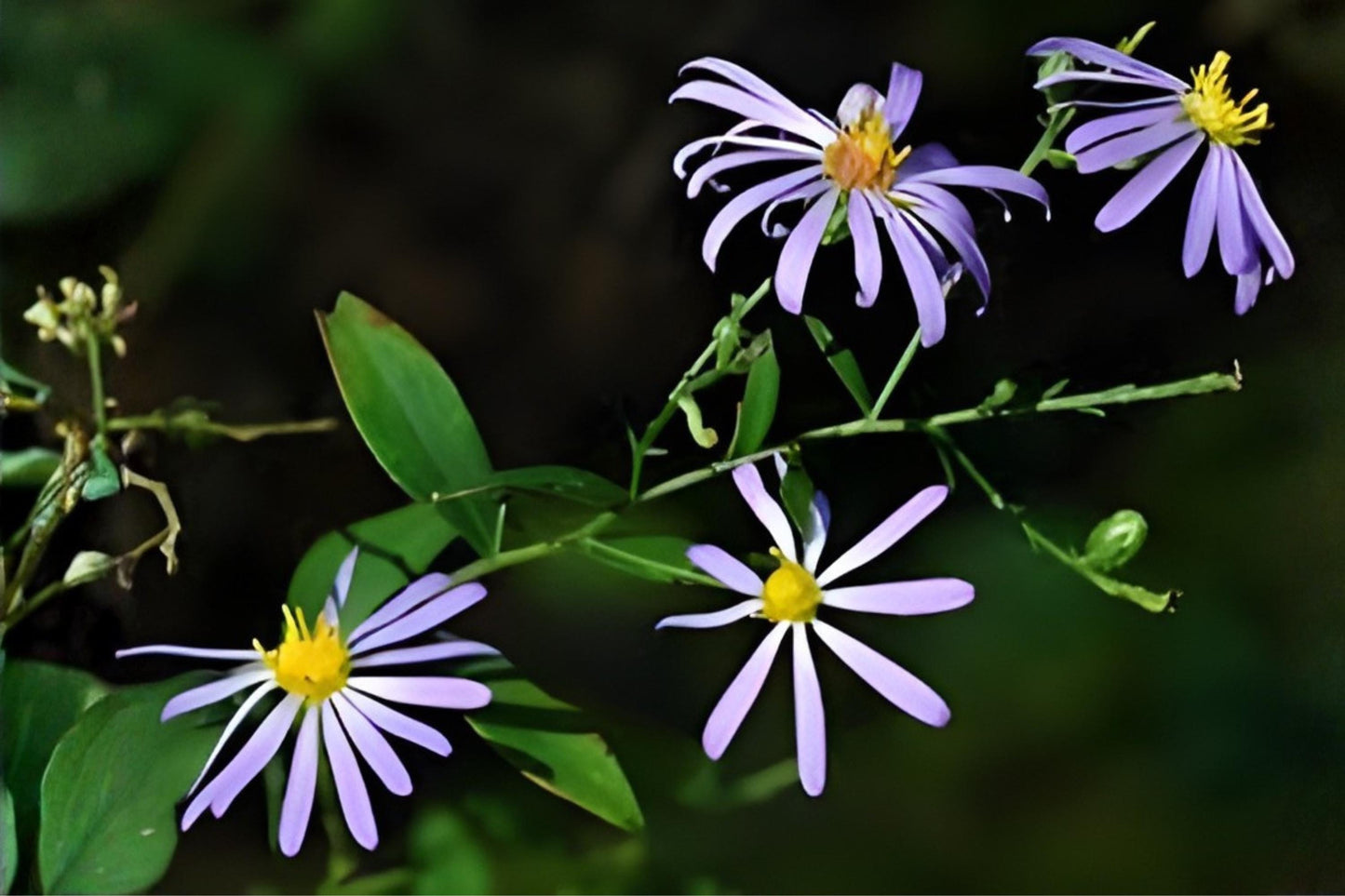 Prairie Aster Seeds 100 | Native Wildflower, Drought-Tolerant, Lavender Blooms | Symphyotrichum turbinellum