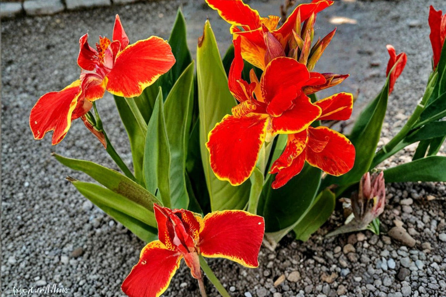 Lucifer Canna Lily Bulbs – Red Flowering Perennial Canna Plant for Garden Beds & Containers